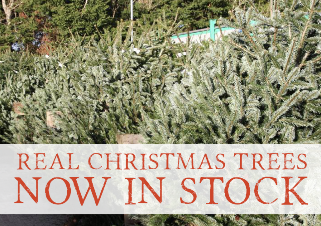 Look no Further for Real Cut and Pot Grown Christmas Trees, Real