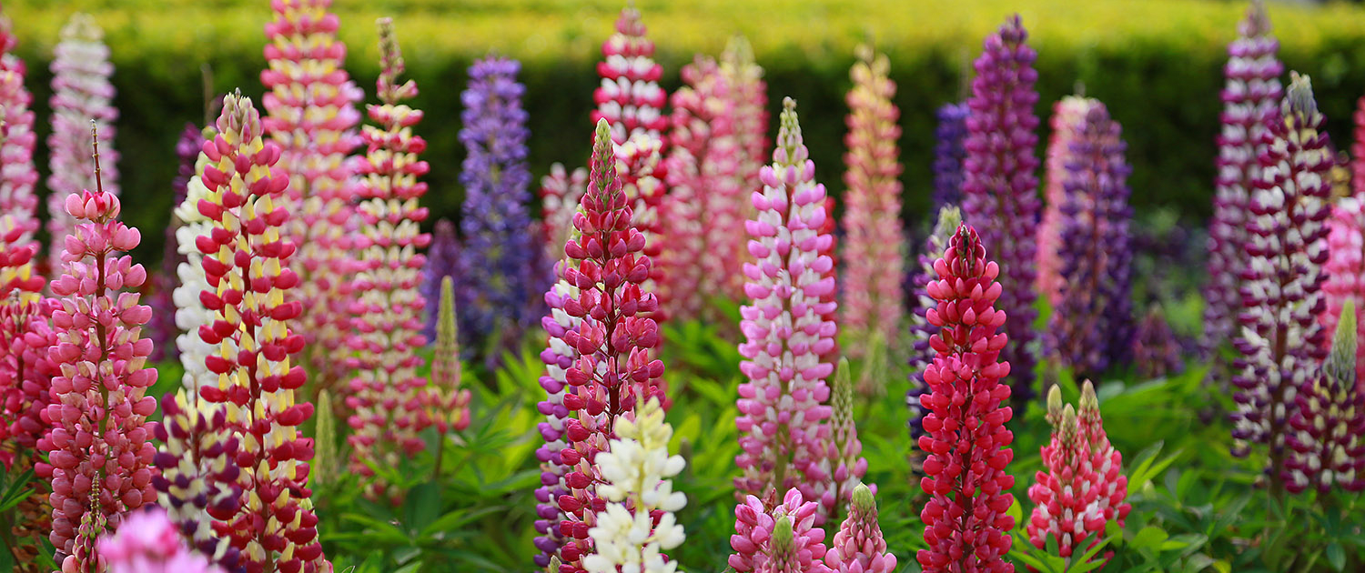 Lupine